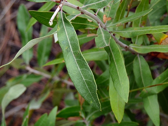 {Quercus incana}
